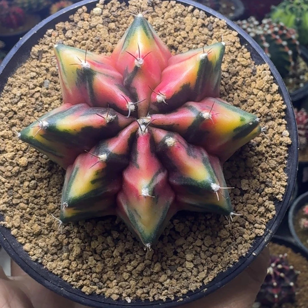 实生泰球米哈锦55号