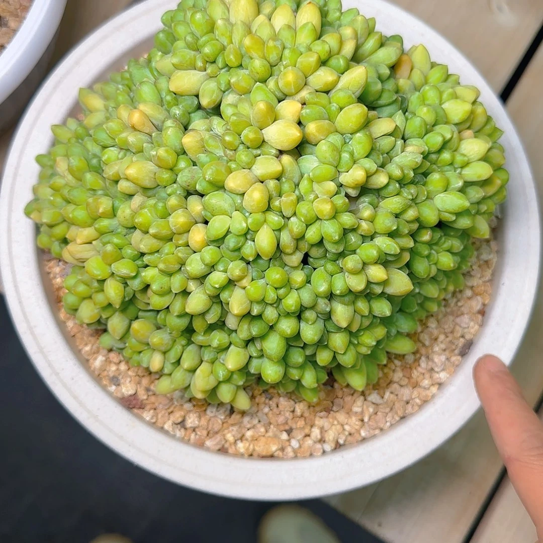 千代缀多肉植物多肉多肉