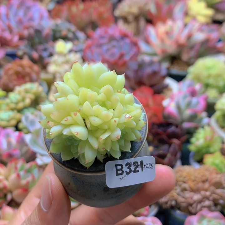 一物一拍含盆土满38包邮B321