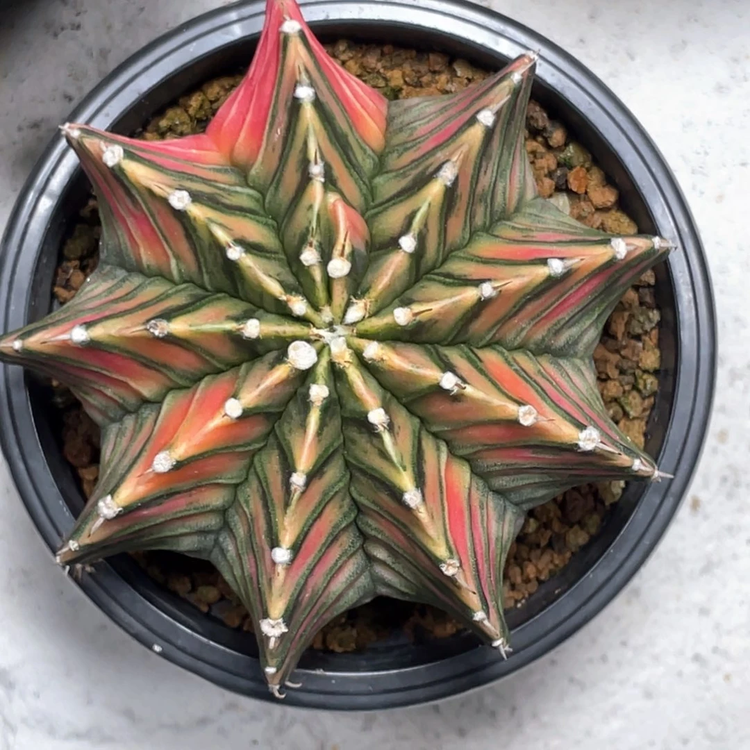 当前无花朵，栽培后可花朵斑马孔雀纹