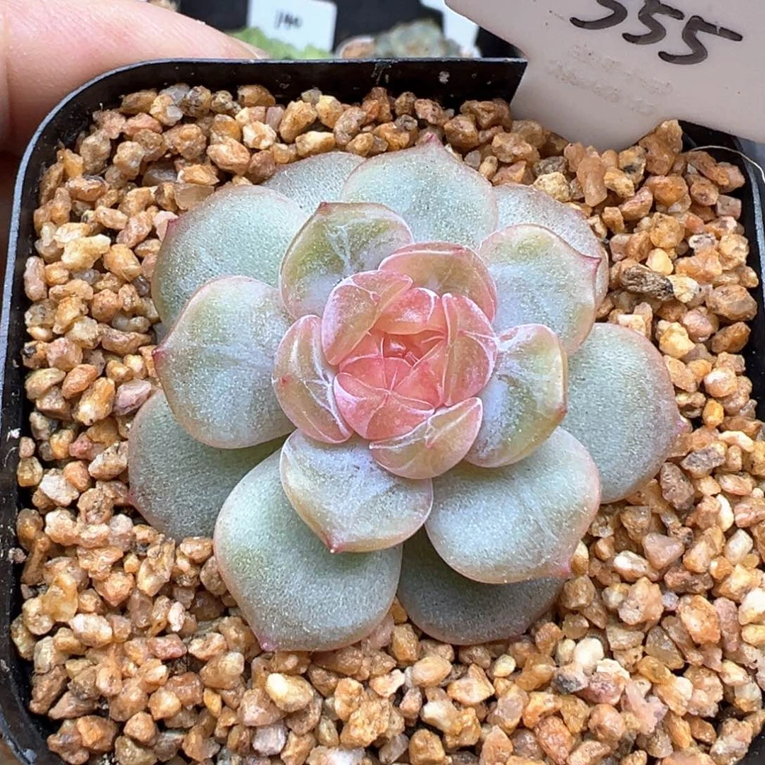 555号粉色恋人 晗雨多肉
