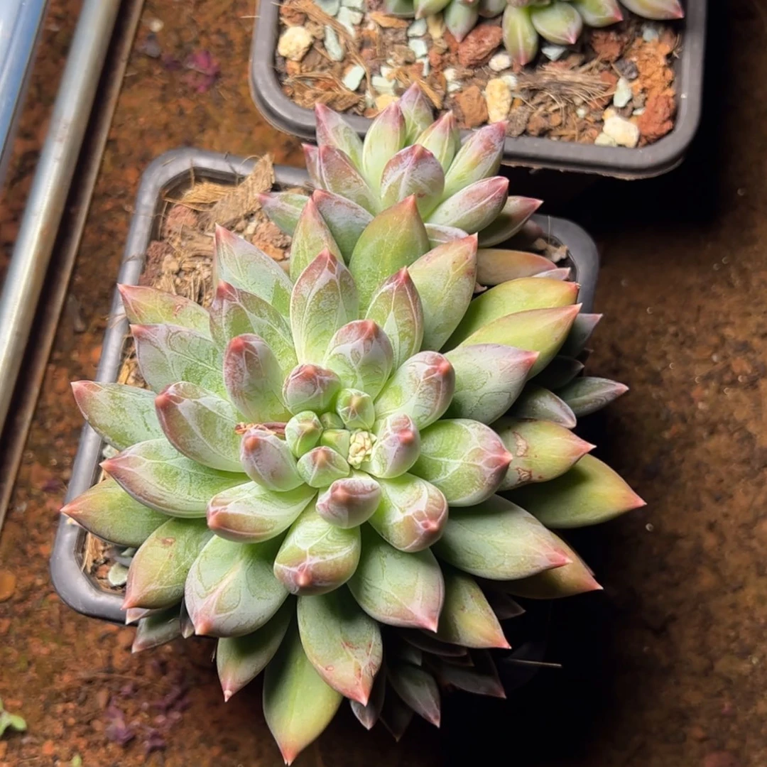 【闪购商品】重楼多肉58