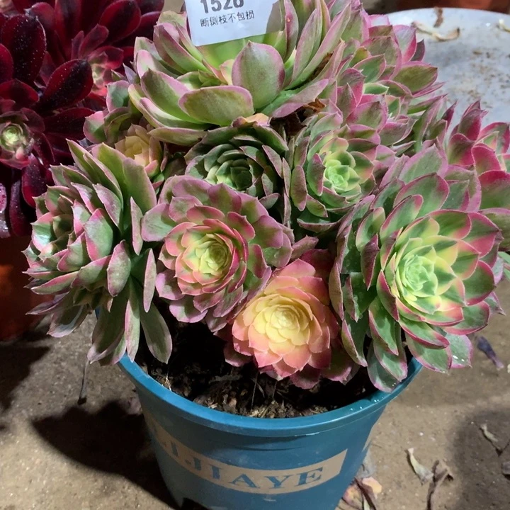 1526海王多肉植物