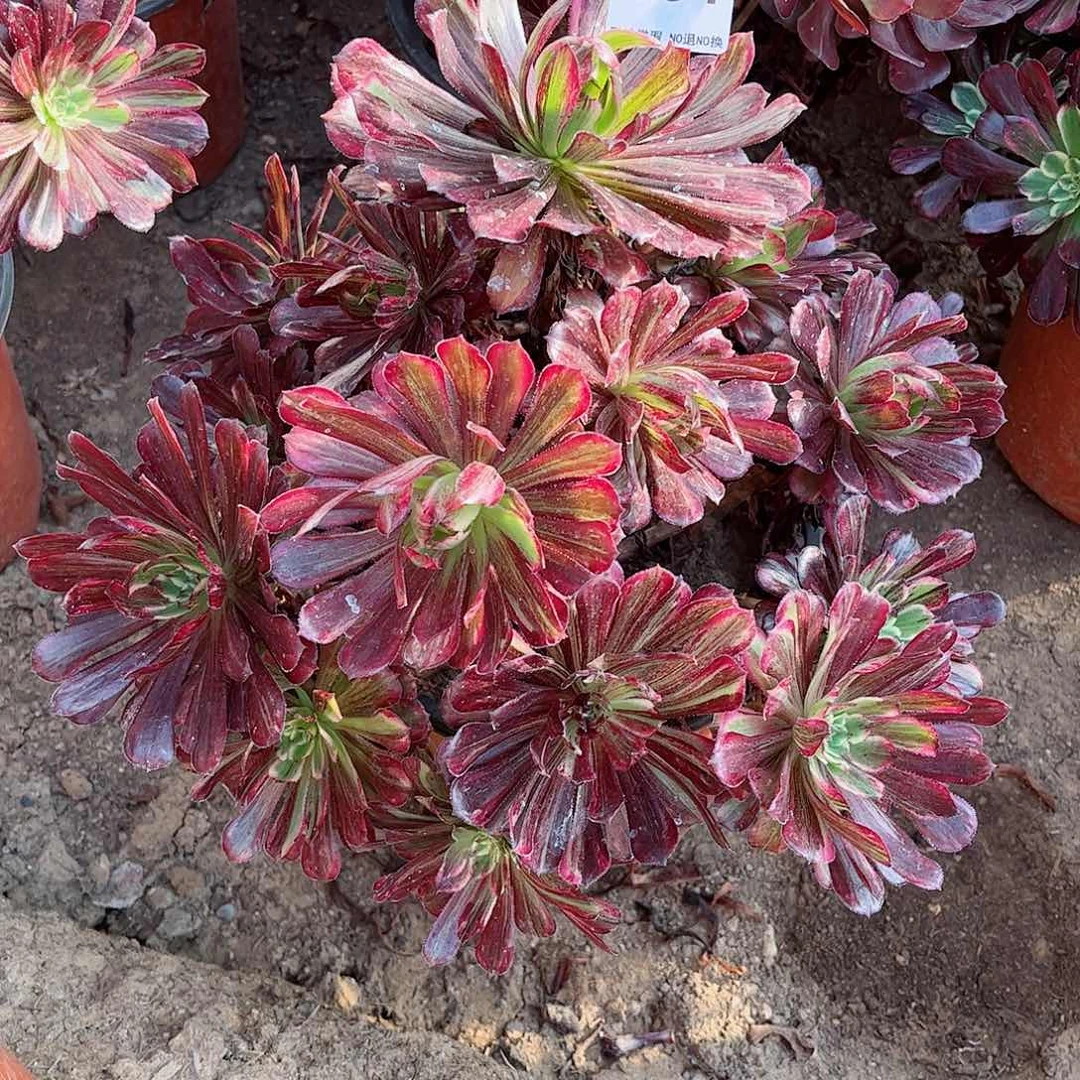 无花朵林*多肉植物584