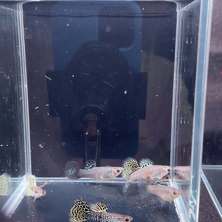 孔雀鱼黄龙种鱼3对6条