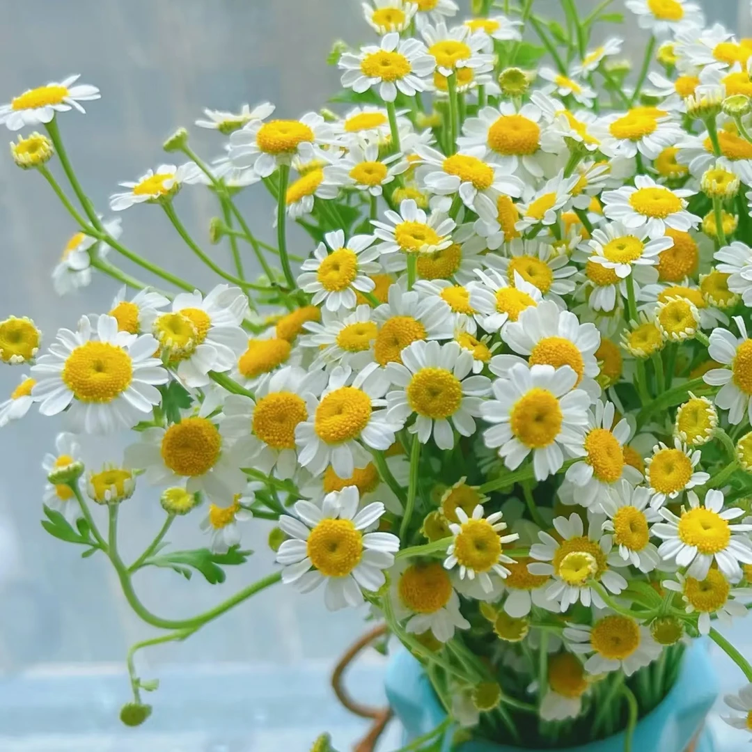 洋甘菊家庭插花西宁同城小时达配送