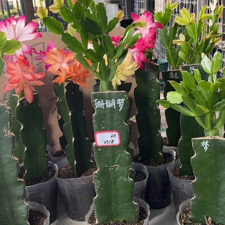爱***姐当前无花朵，栽培后可花朵珊瑚梦