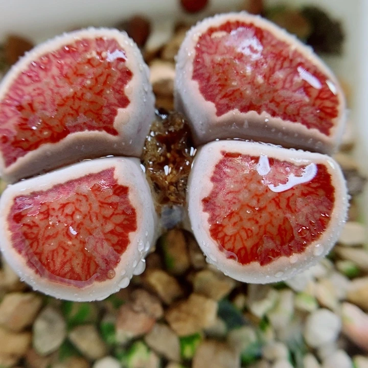 生石花花花花花花花326