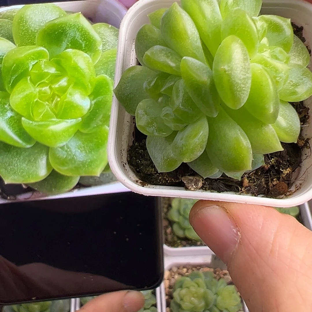 福利。三头