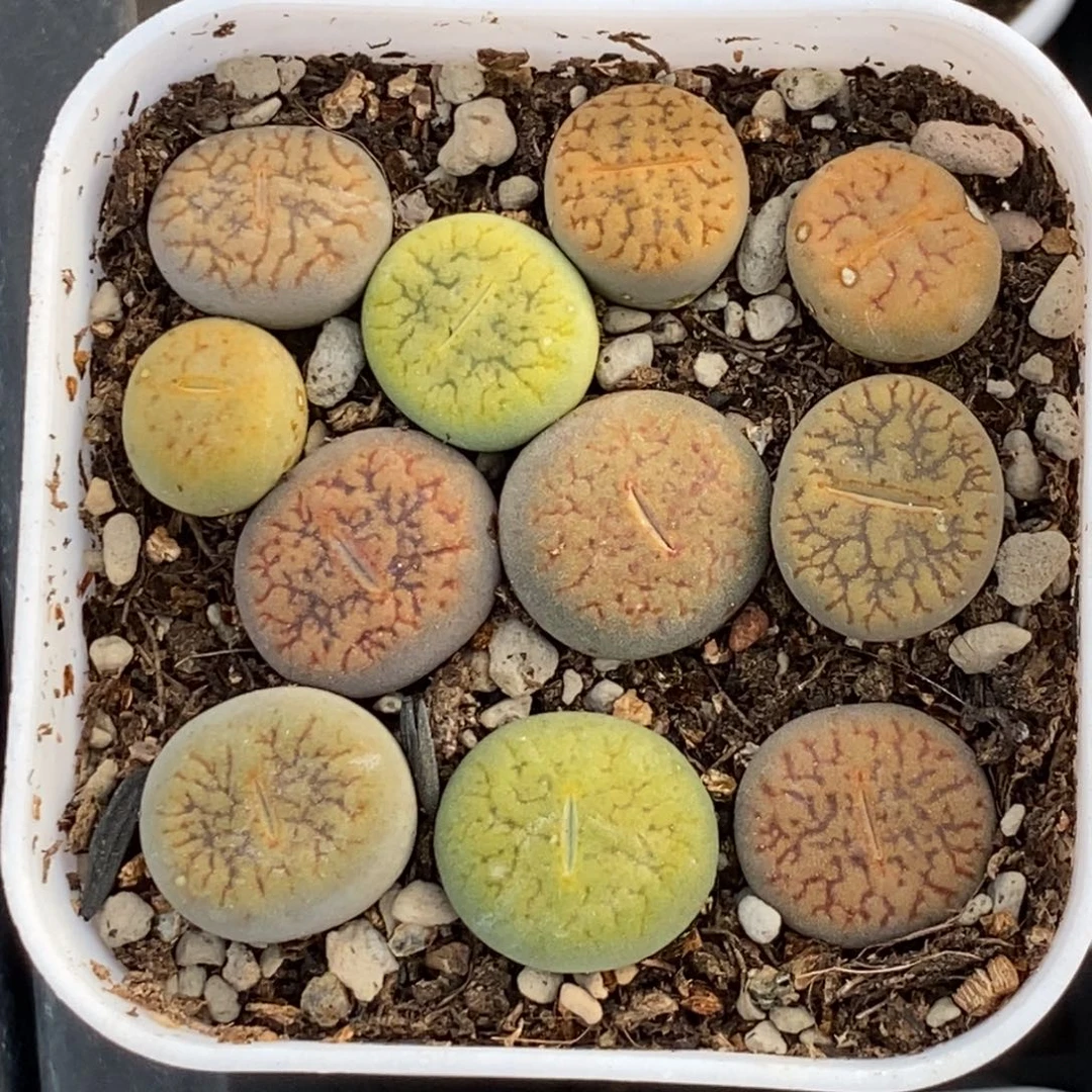 彩色富贵方盆随机一盆