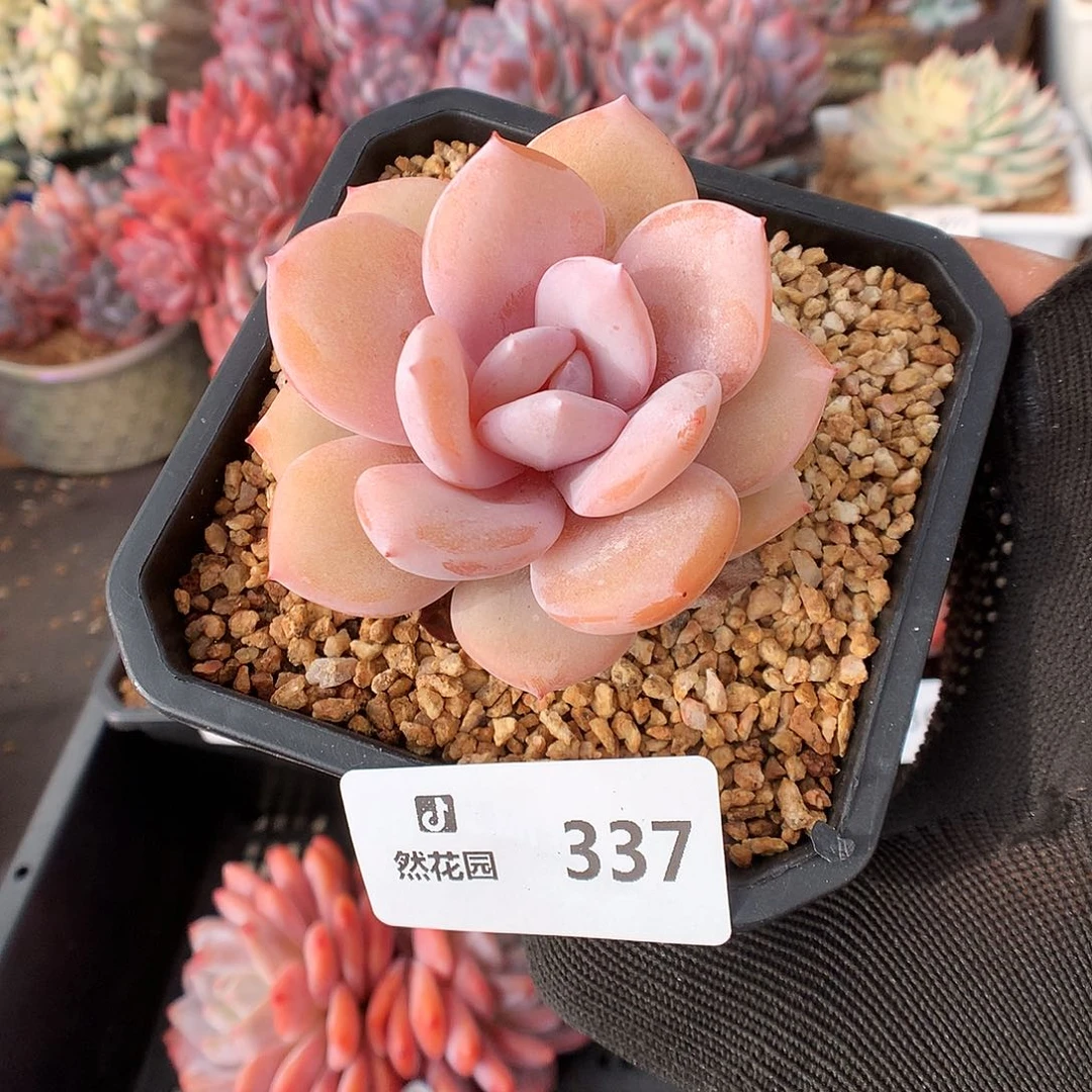 337奶茶多肉植物6666