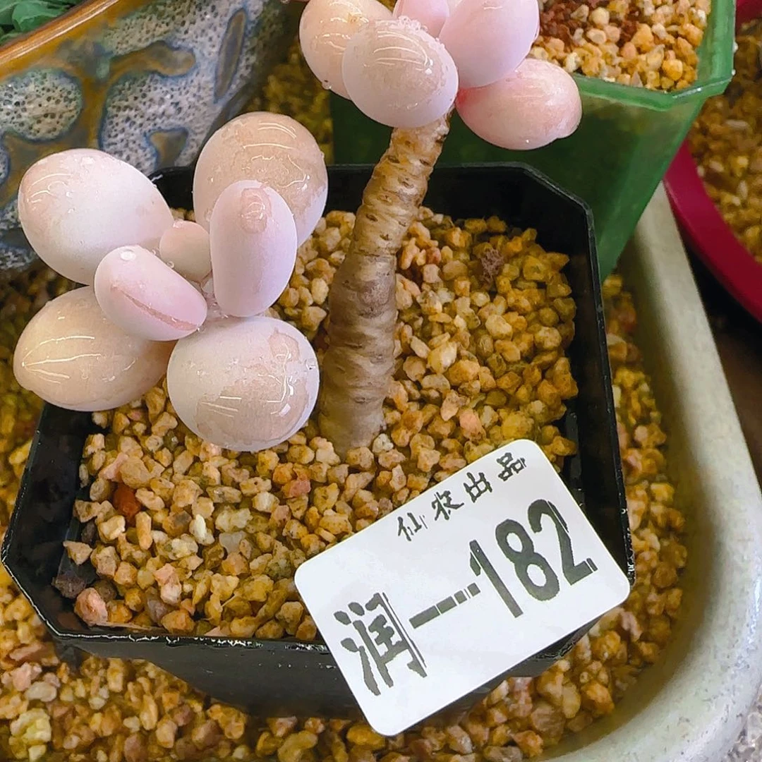 桃蛋，182，仙农出品