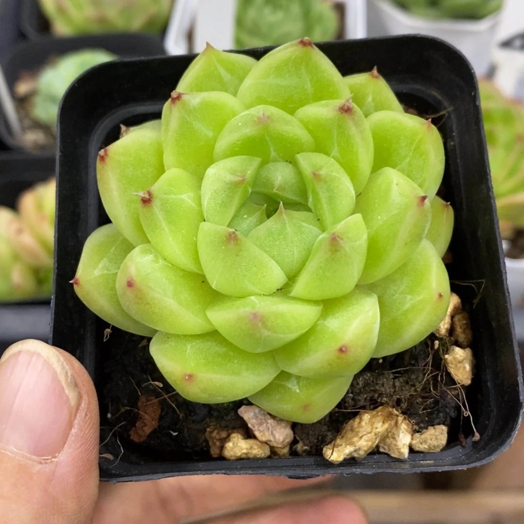 精品多肉一物一拍不包整38