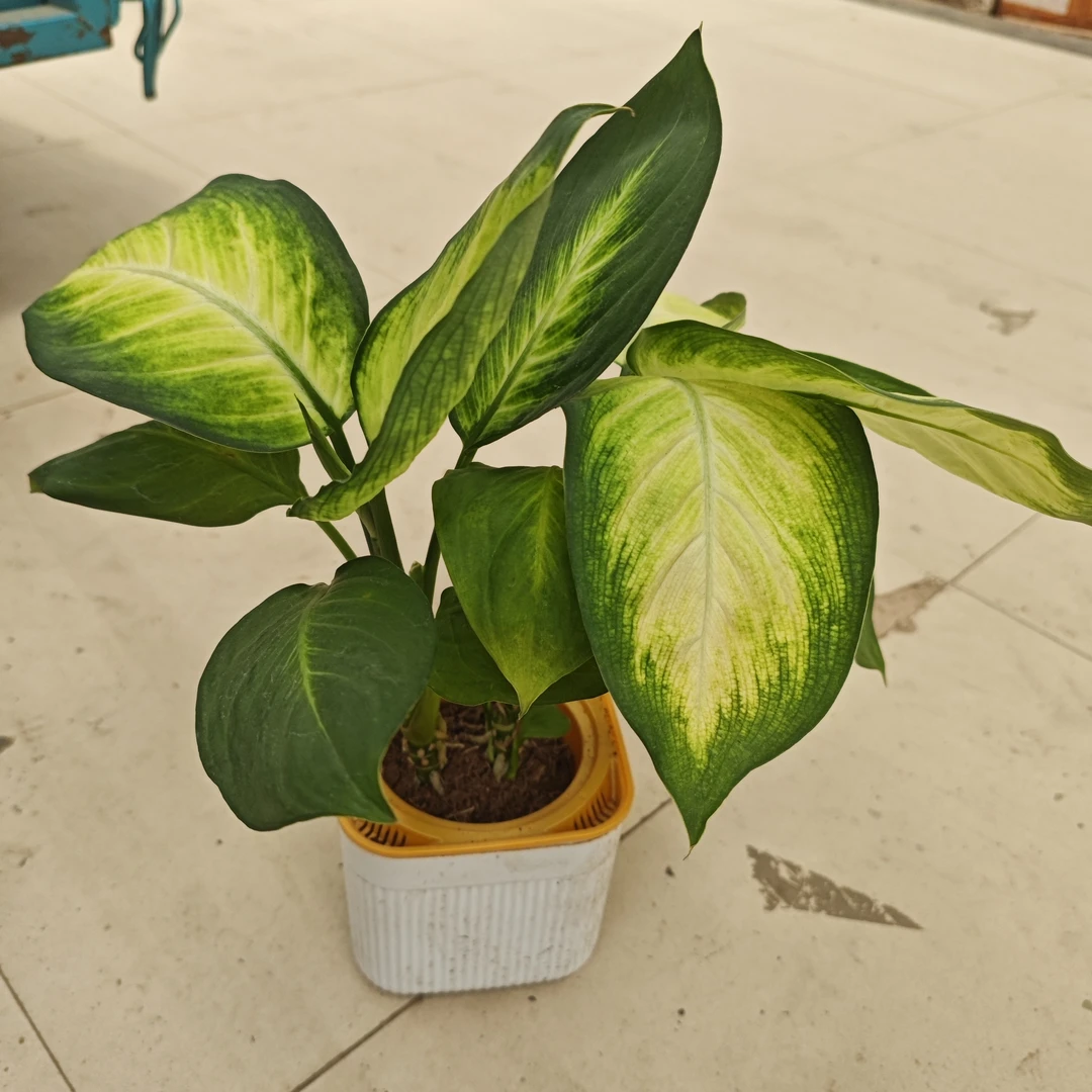 吸水盆玛丽安室内植物