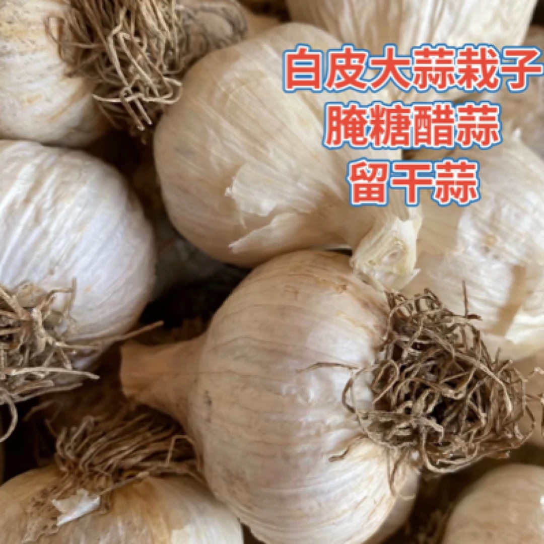 白皮多瓣栽子3斤