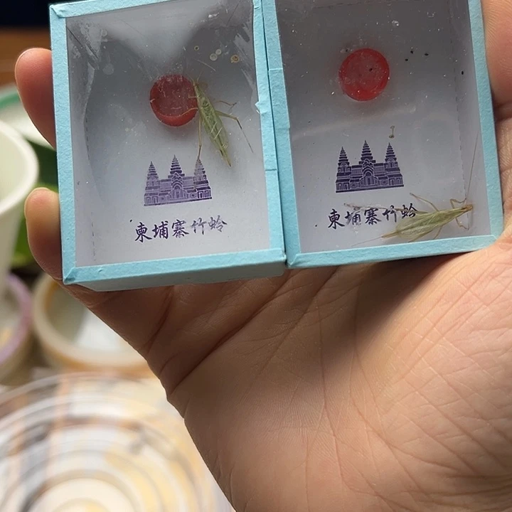 全品柬埔寨2只包邮