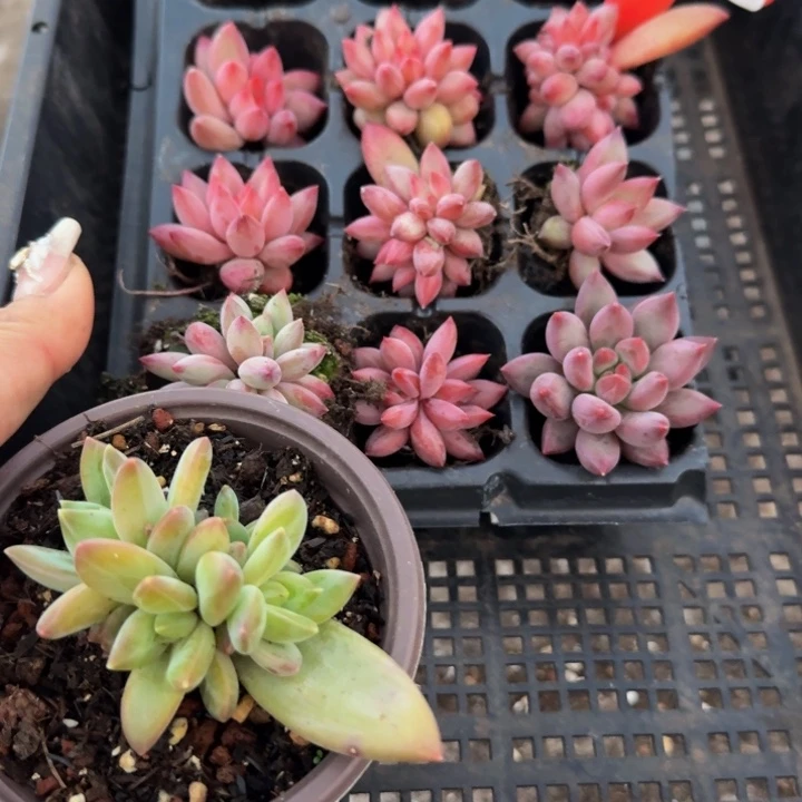 思***甜190多肉植物一物一拍