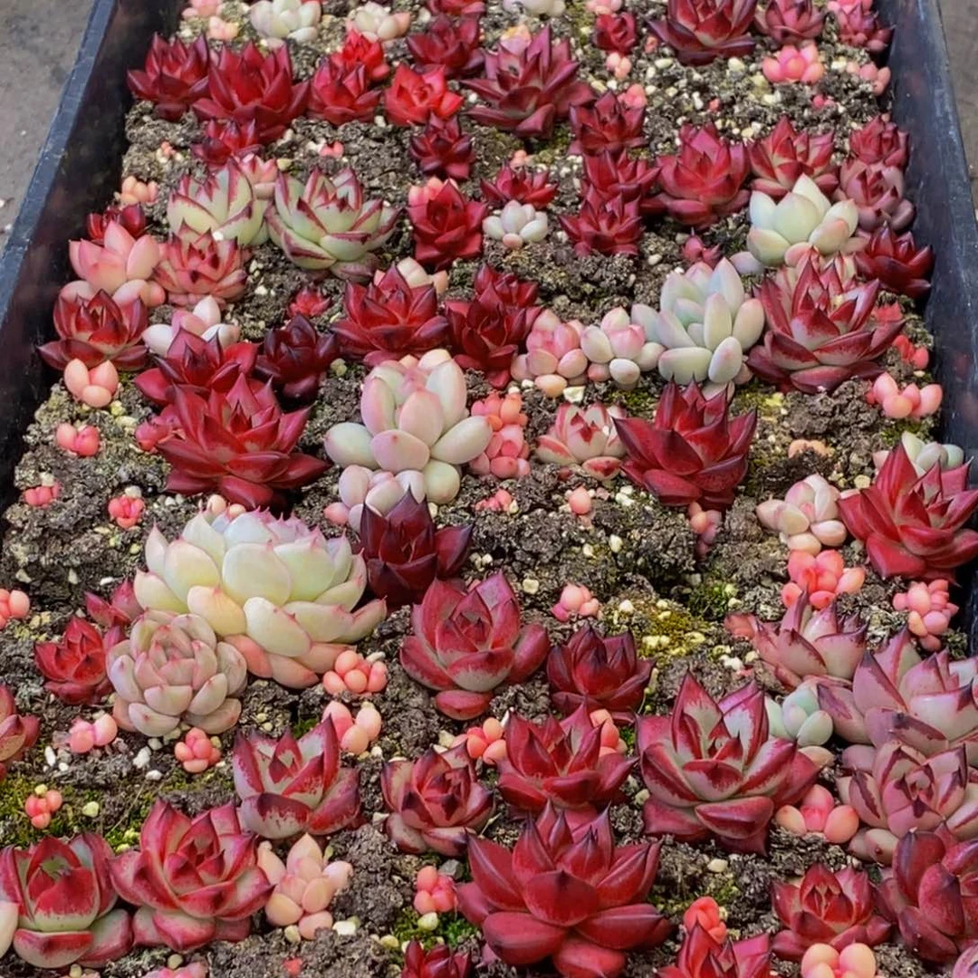 682多肉植物保护研究所所长助理