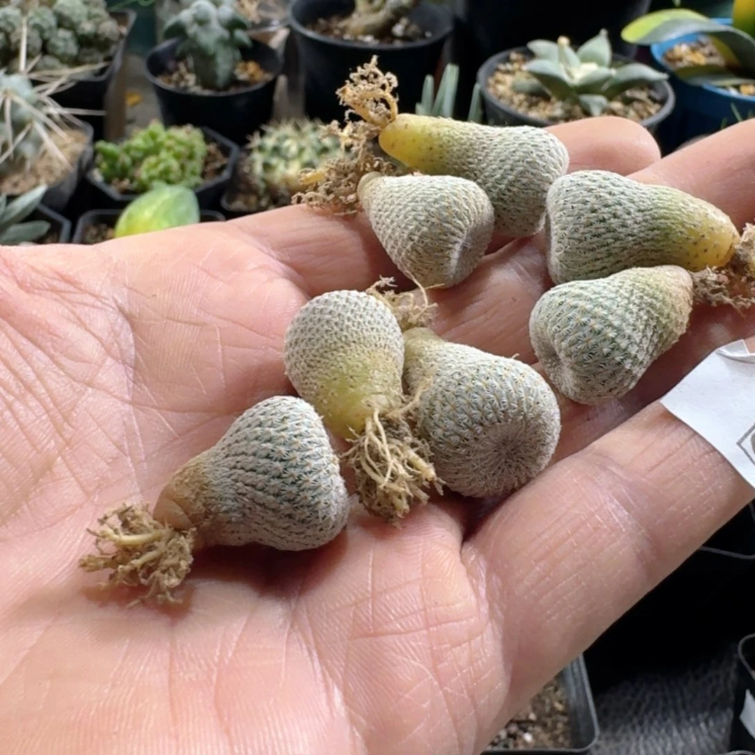 821月世界脱土发货一个随机