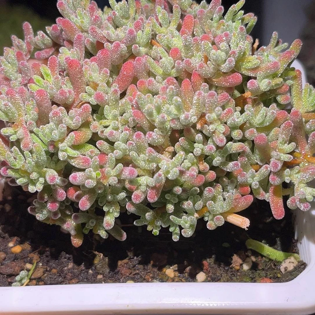 48粉冰晶优选枝干番杏