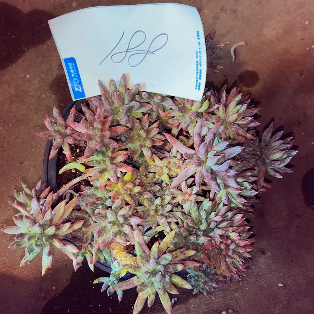 商***坊188号一物一拍脱土包邮