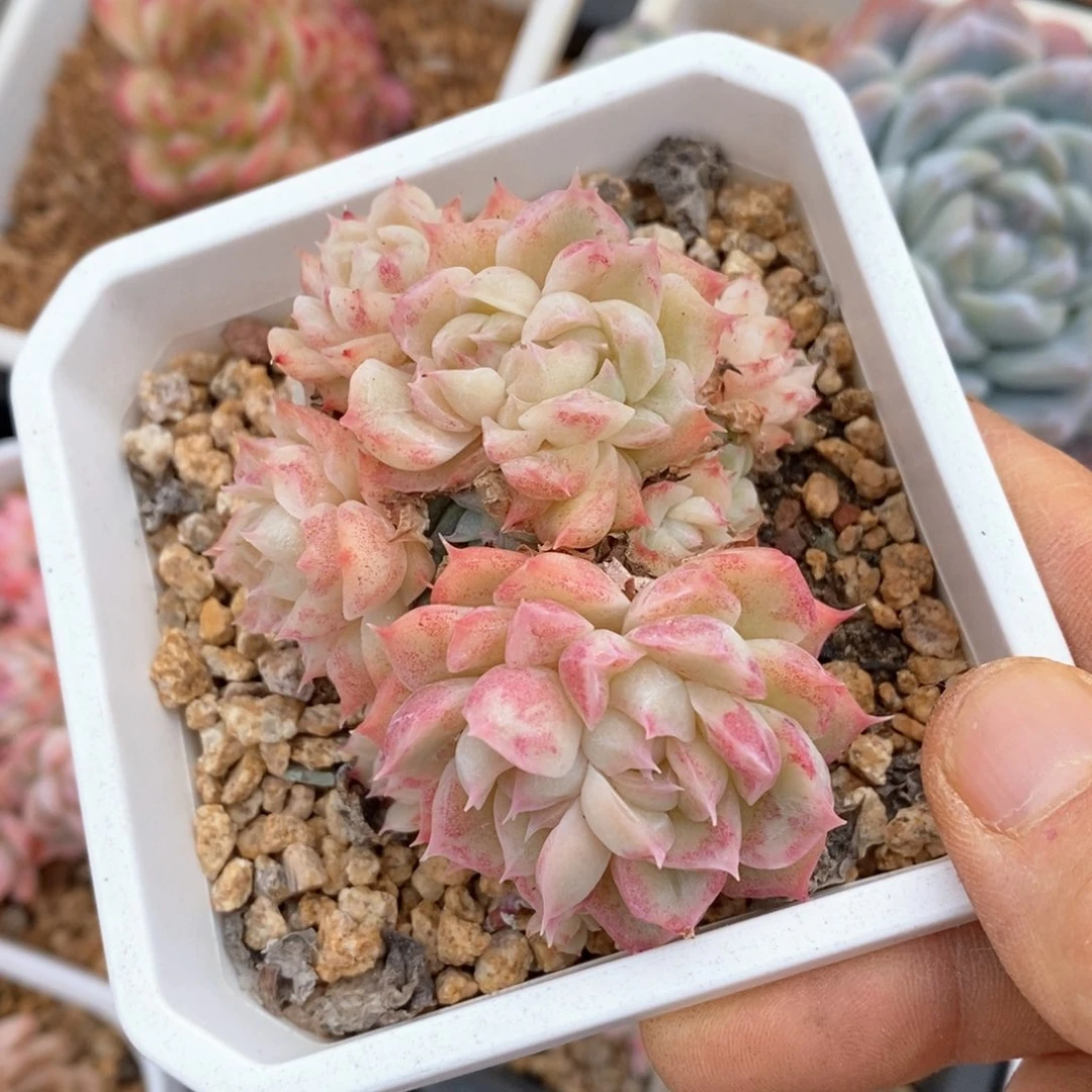 精品多肉一物一拍不包整32