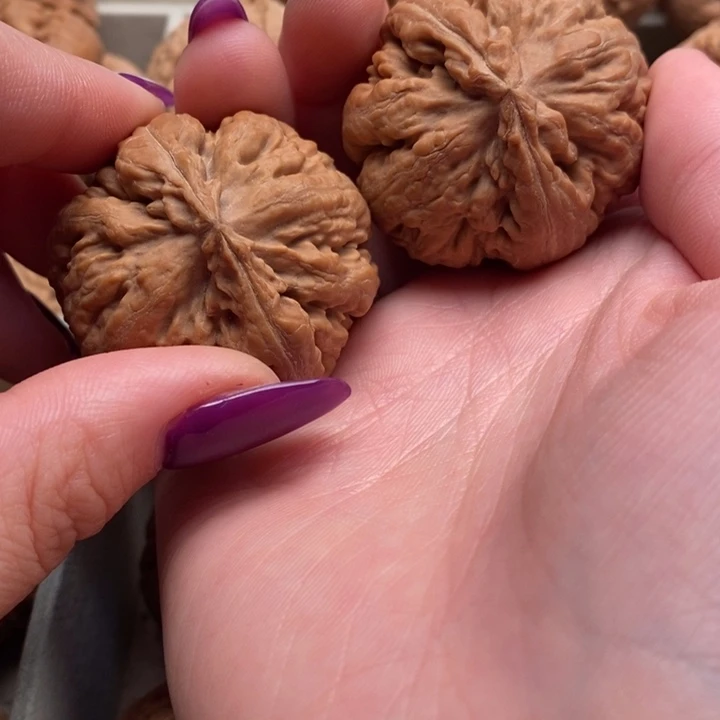 一***魂霸王龙全品无修一刀没动