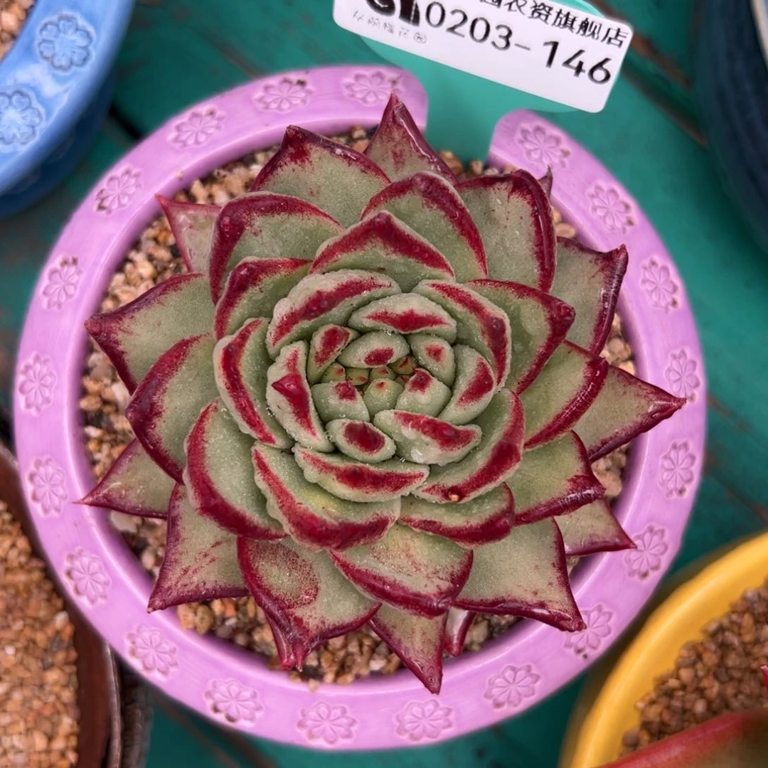 多肉一物一拍0203-146