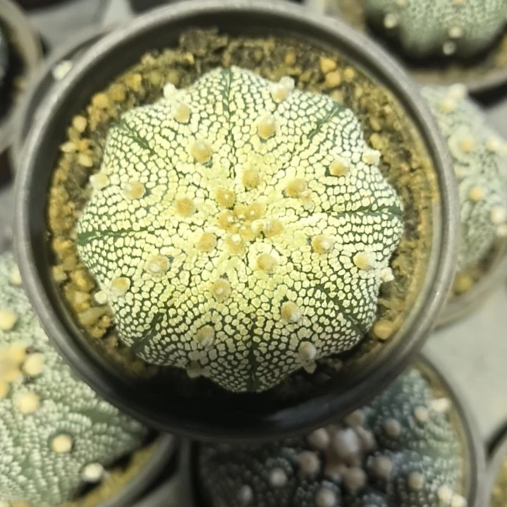 金毛昭和奇迹6一物一拍