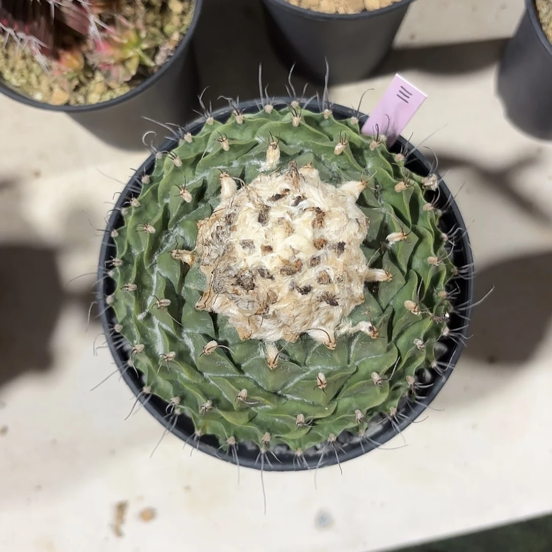 人****.泰国米哈111-0216