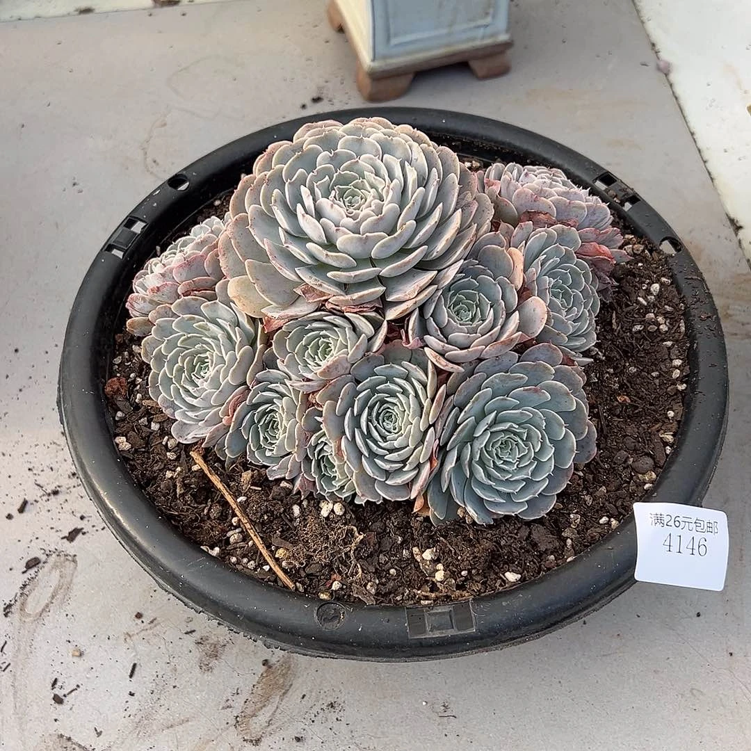 花***）4146天赐多肉植物