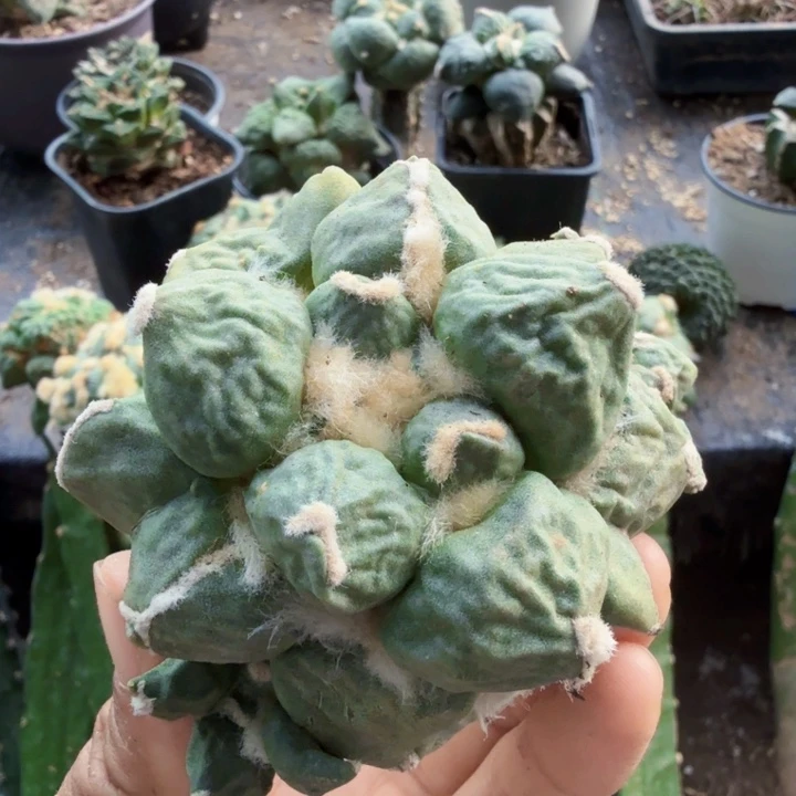 简***单无花朵264自根蛋怒牡丹仙人球