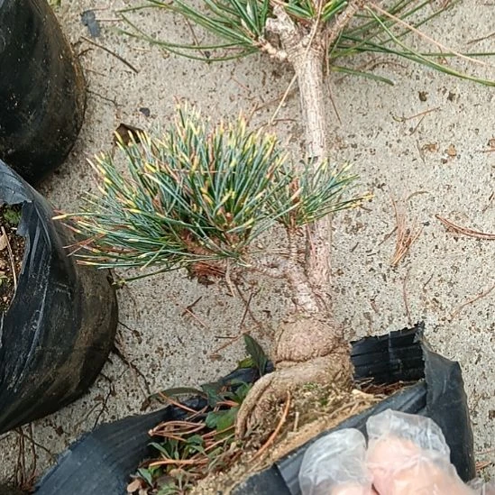 贵品松树吹雪五针松