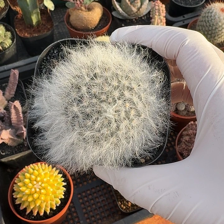 白云高莎仙人球123