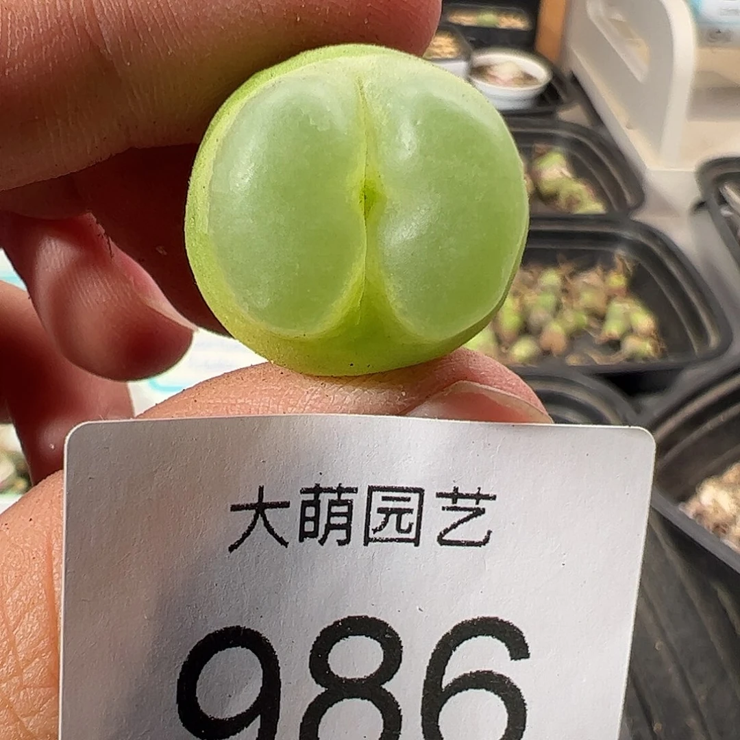 一物一拍。       986