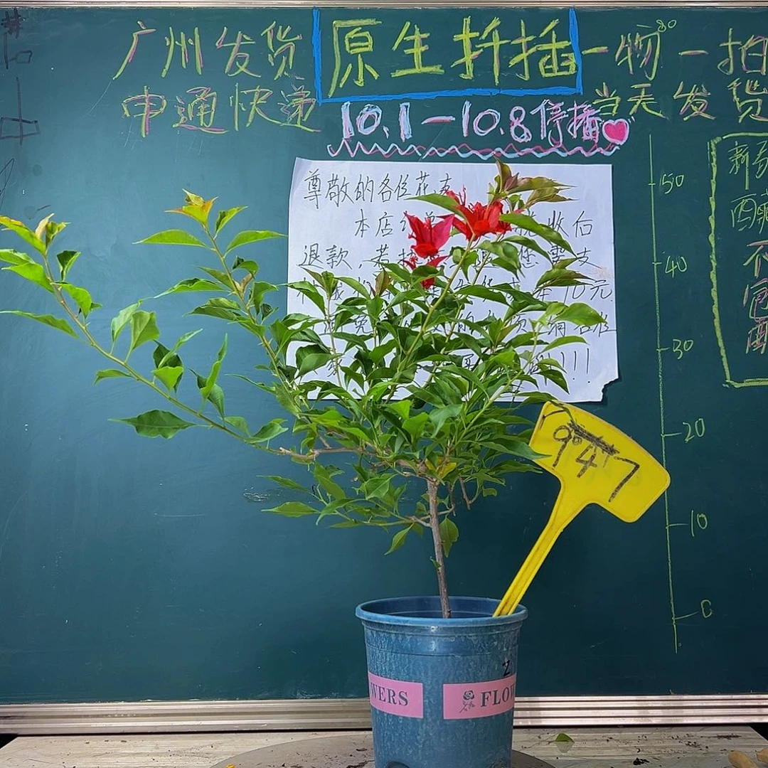 当前无花栽培后可以开花 福利 紫红桑巴  947