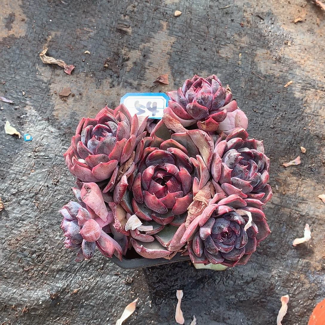 馨***宝54杂一物一拍多肉