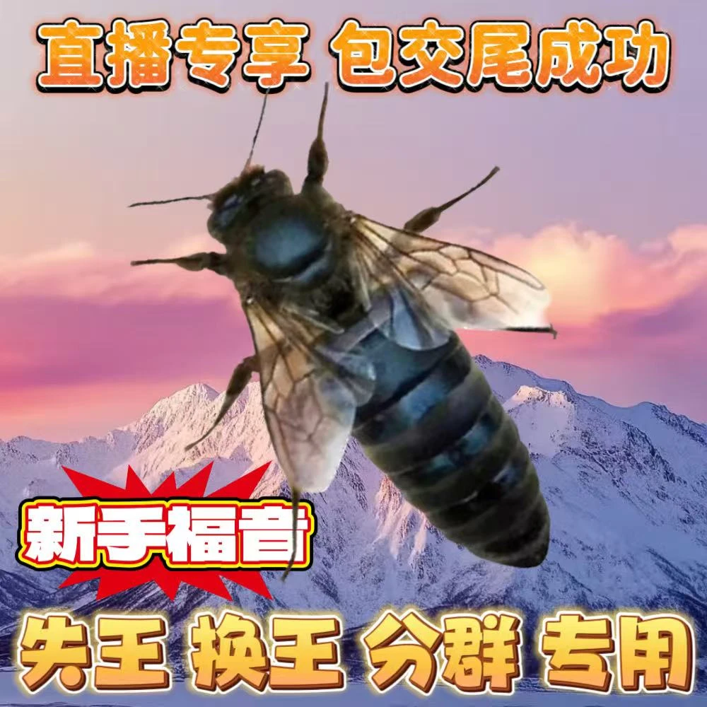 【双色中蜂王】蜂王+王笼发货