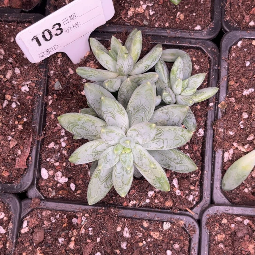 宽叶羽毛纹阿帝103