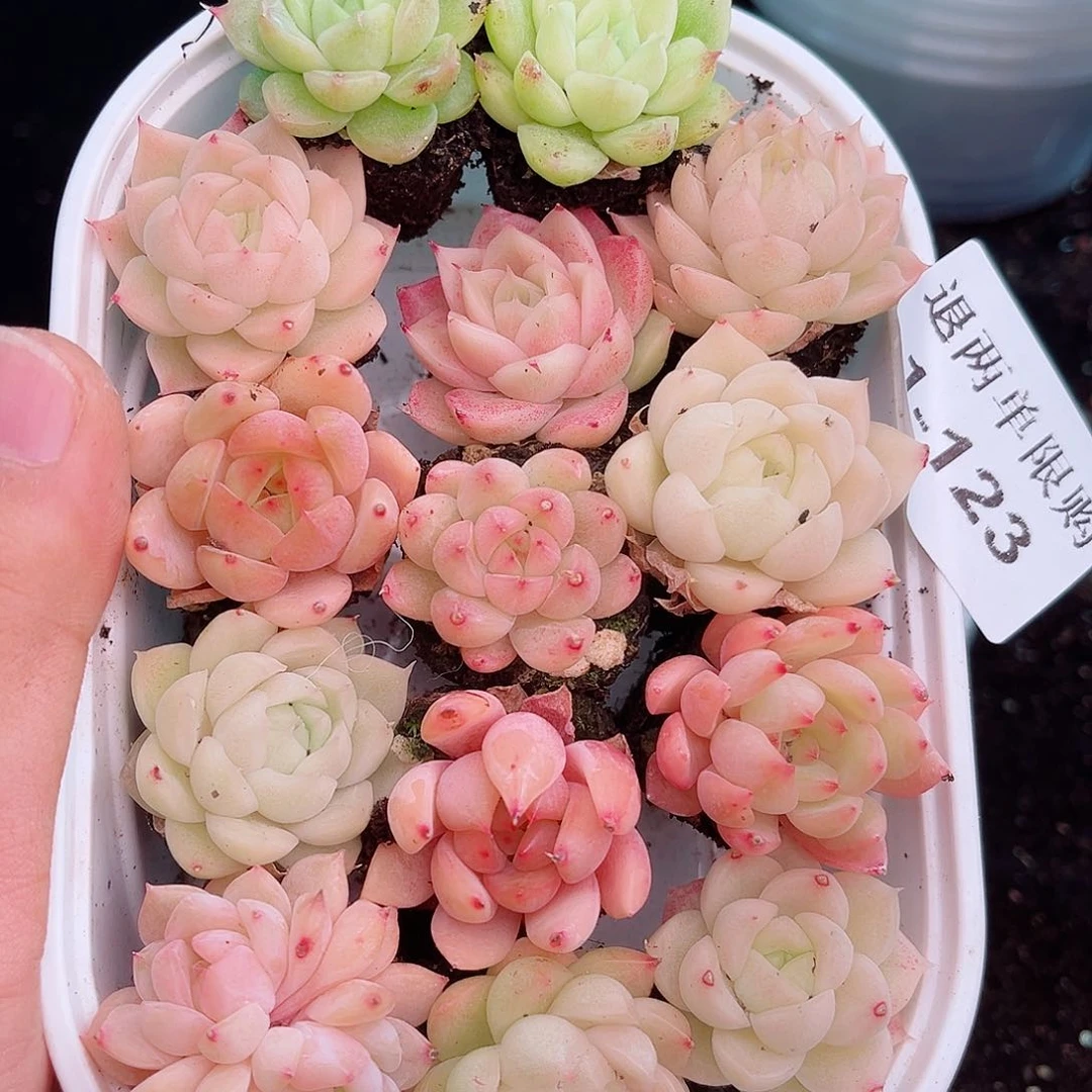 1-123 新疆西藏内蒙不发12.8包邮