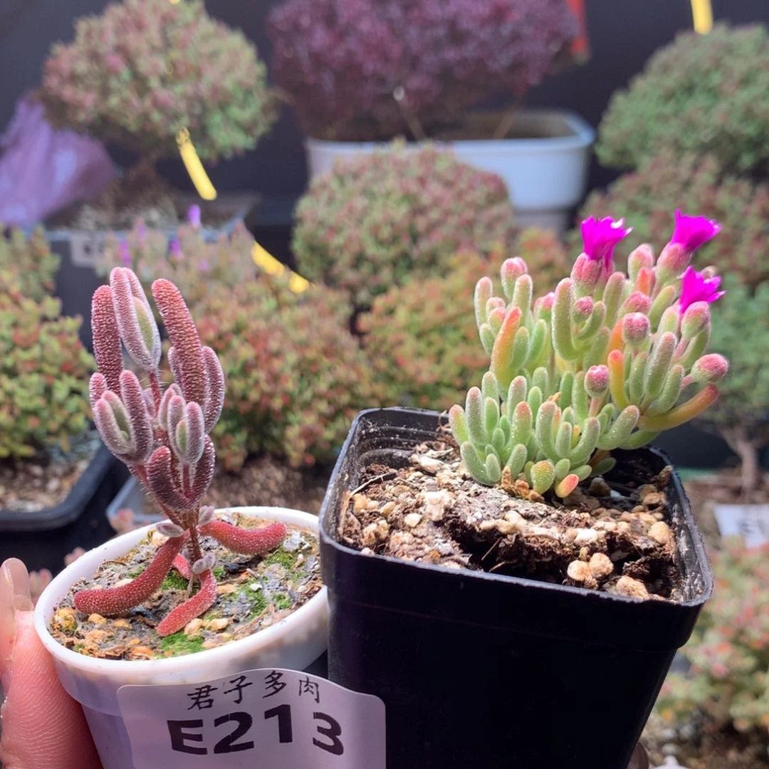 蕉****.213红叶白霜。