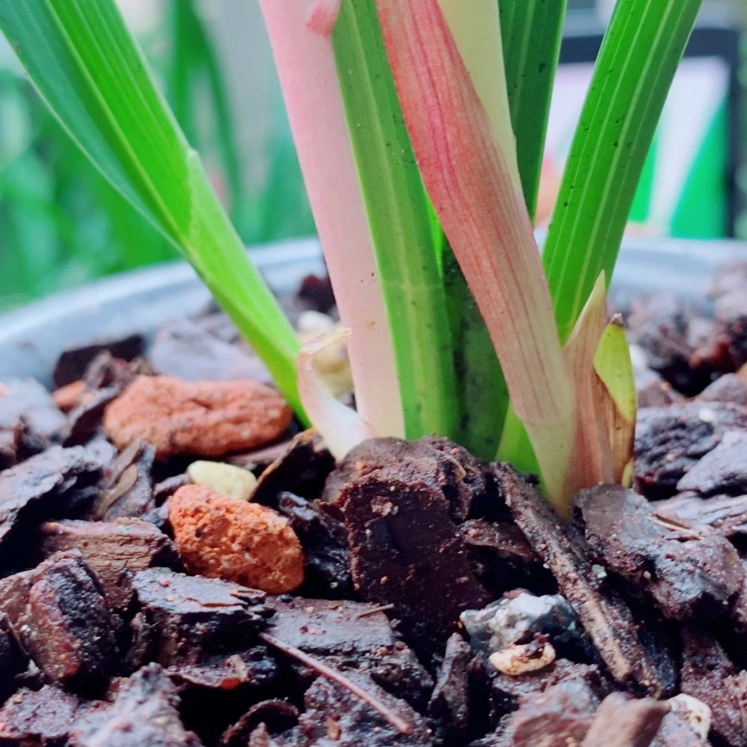 大部分花苞少量开放