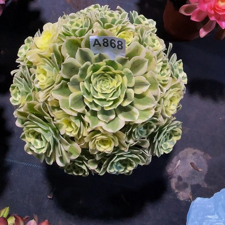 绿豆沙868大发才加保温