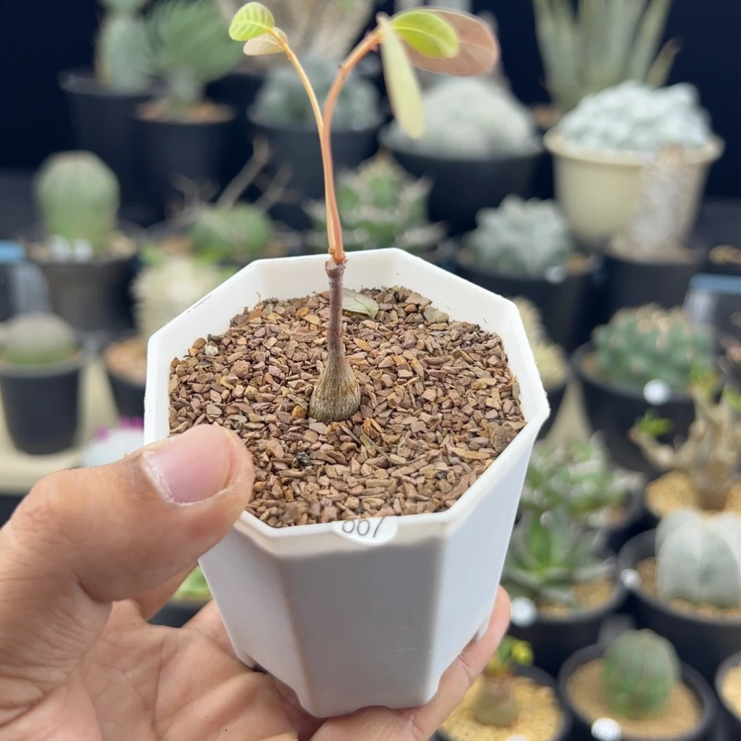 奇异油柑种播一物一拍867