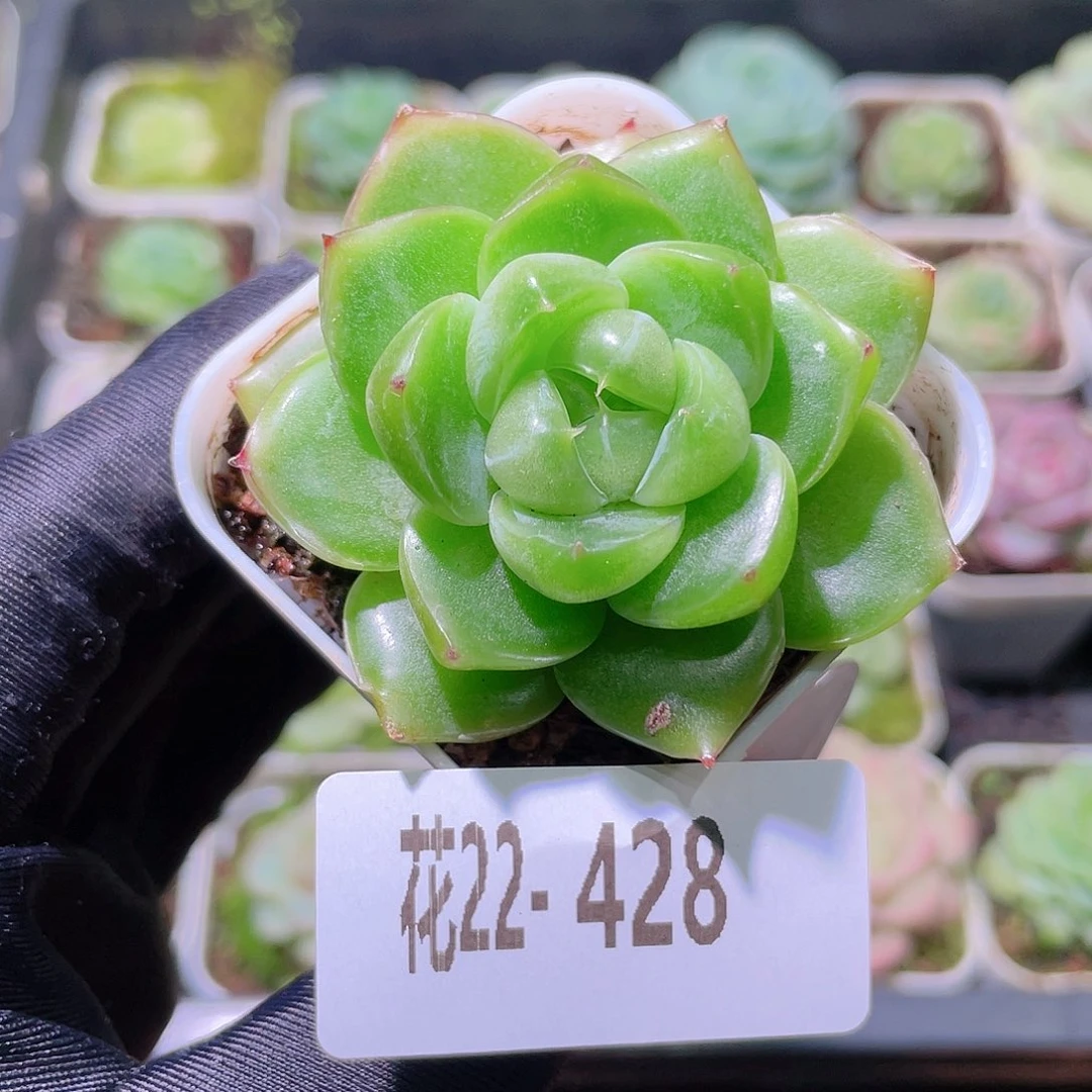 花利美22-428珍妮
