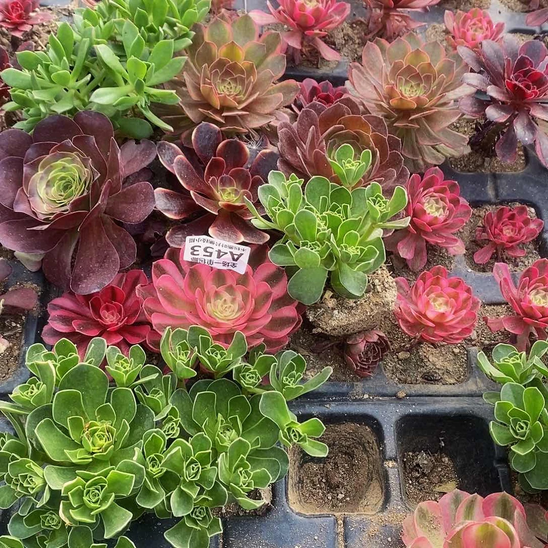 453六棵多肉法师锦组合