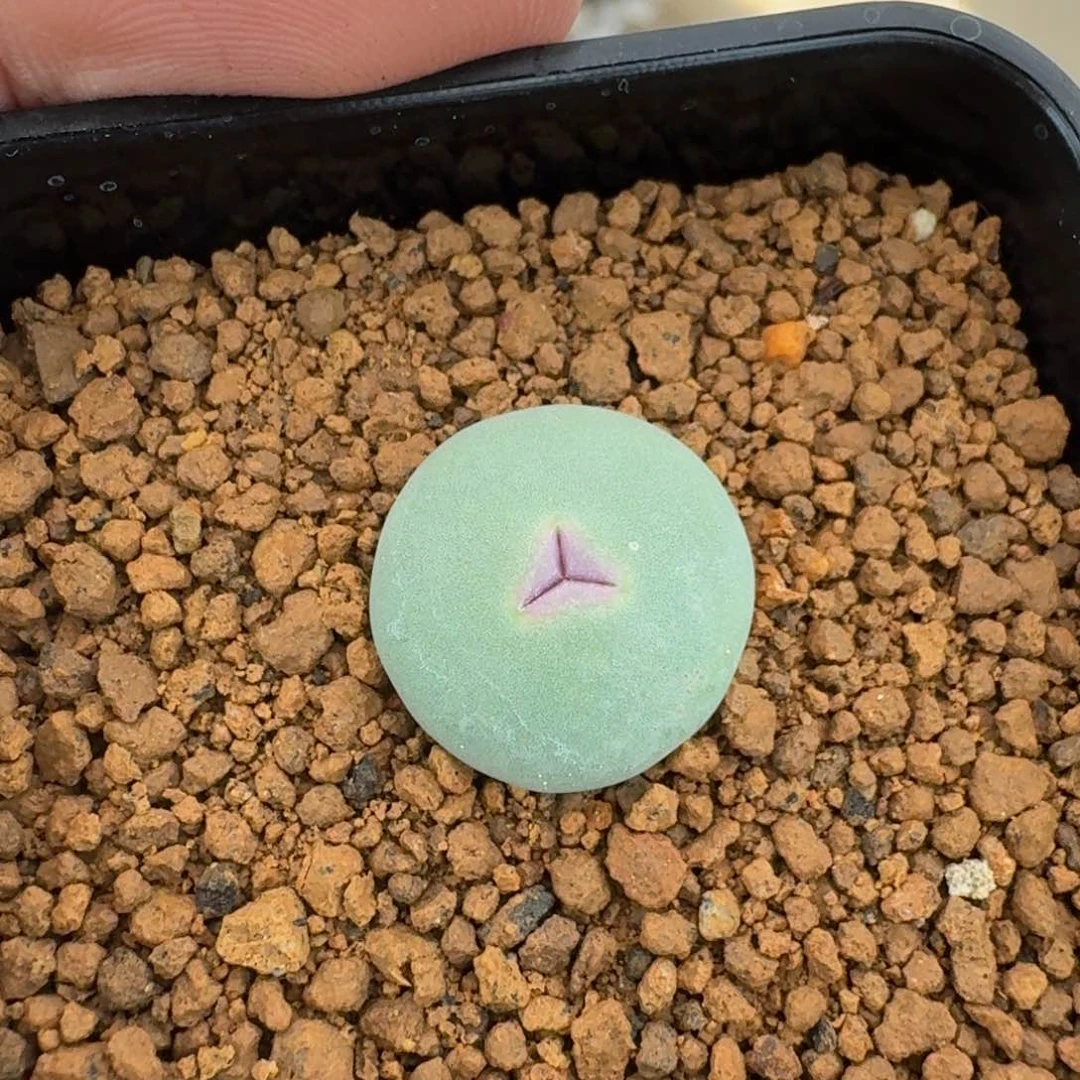 面**生云缦精品番杏20.16多肉