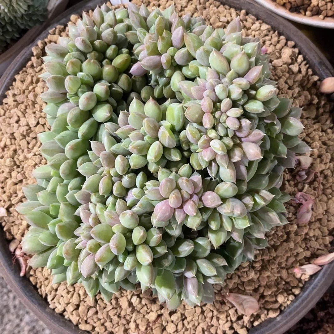雪儿姐以前象牙缀化的链接