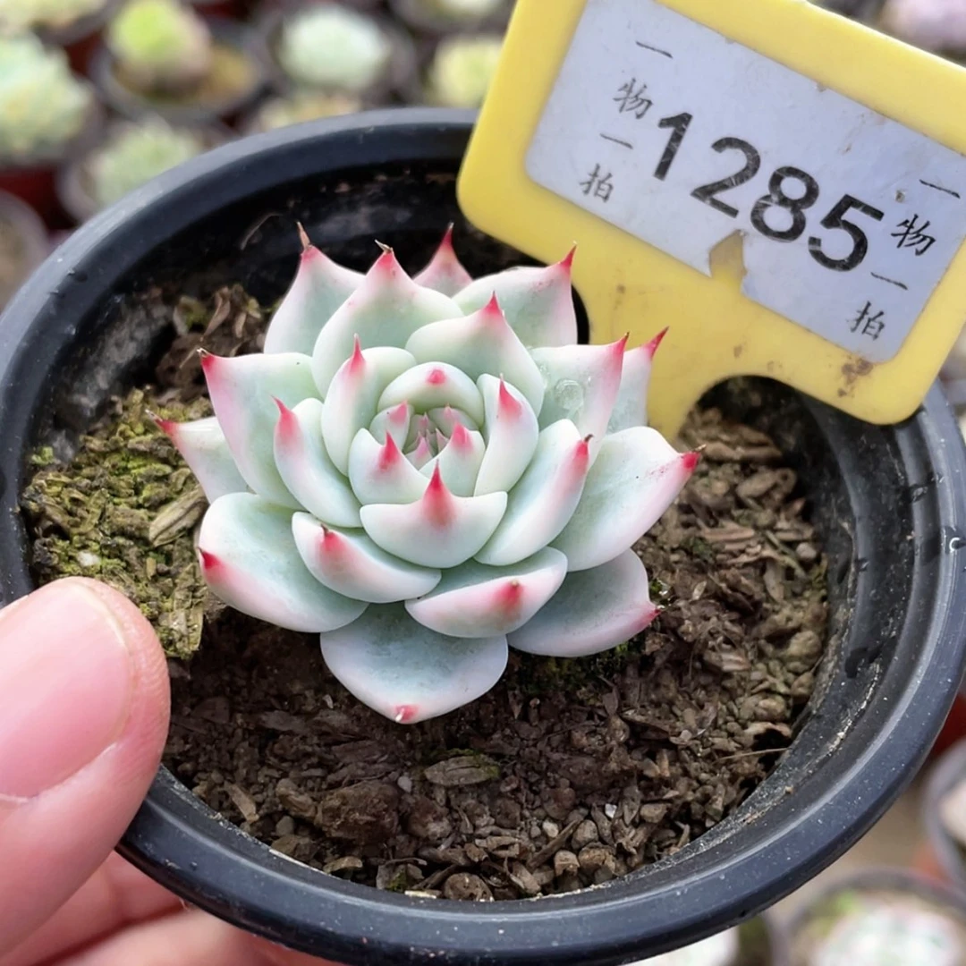 【闪购商品】人****)1285号