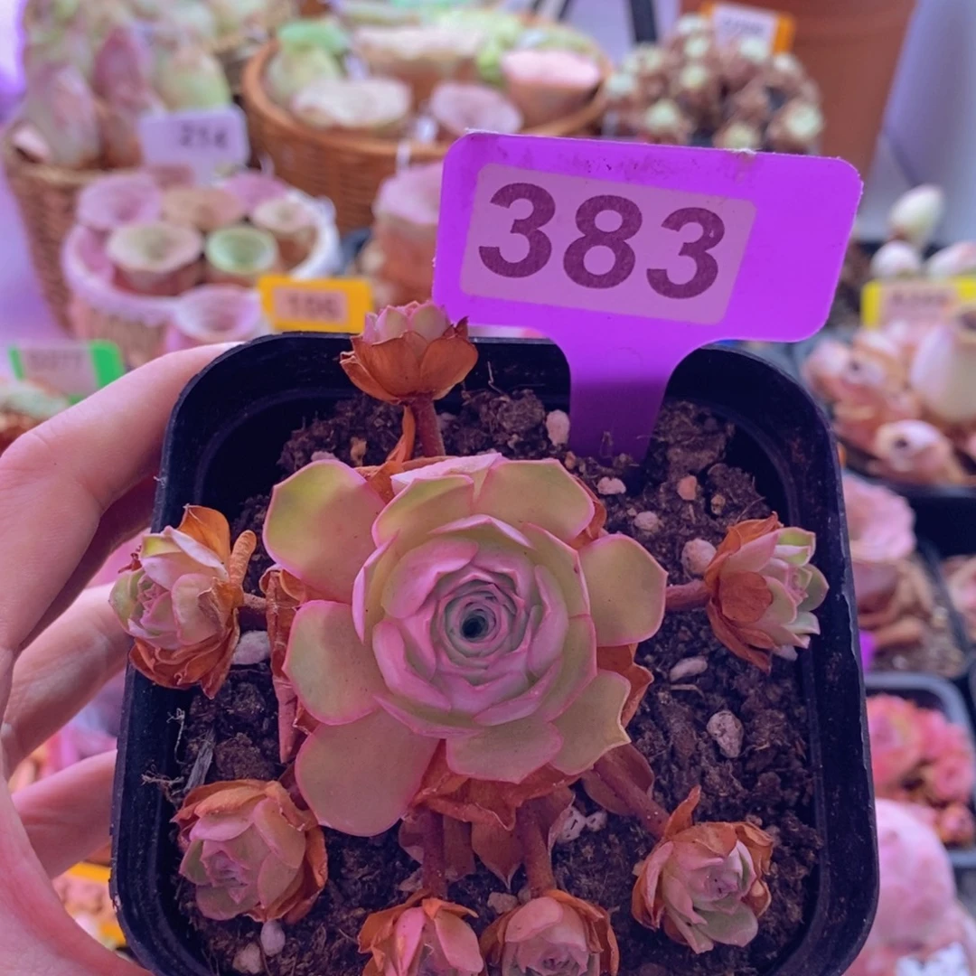 山地玫瑰一物一拍383
